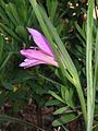 Gladiolus italicus opening