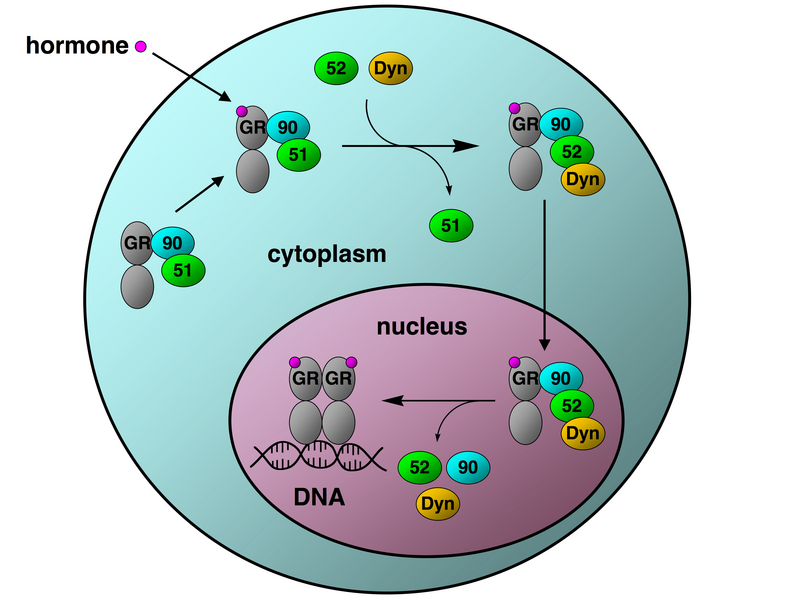 File:Gr hsp90 translocation.png