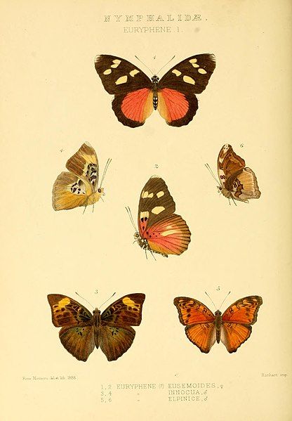 File:GroseSmithKirby1891RhopExotNymphalidaeEurypheneI.jpg