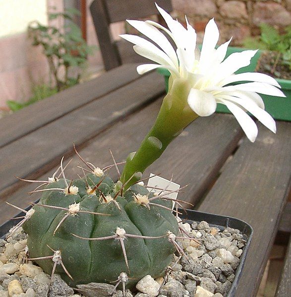 File:Gymnocalycium moserianum Ansicht.jpg