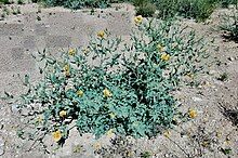 Horned poppy (Glaucium sp.)