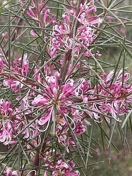 File:Hakea decurrens pink.jpg