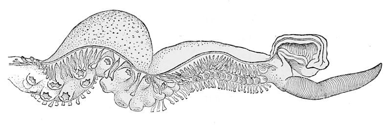 File:Haliphron atlanticus hectocotylus.jpg