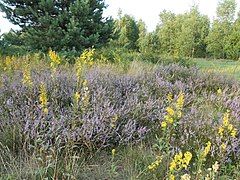 Heath on the Kraków-Częstochowa Upland in Poland