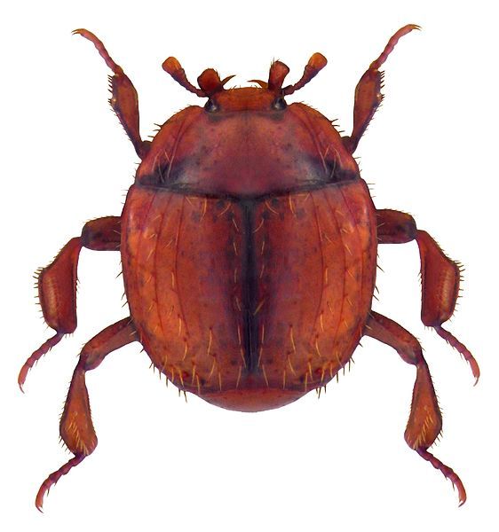 File:Hetaerius ferrugineus.jpg