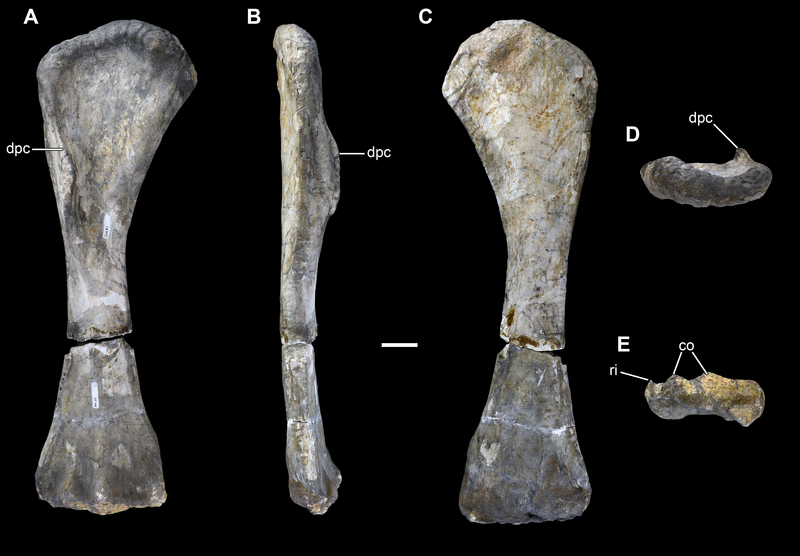 File:Humerus of Vouivria.png