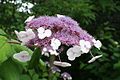 Hydrangea aspera ssp. sargentiana