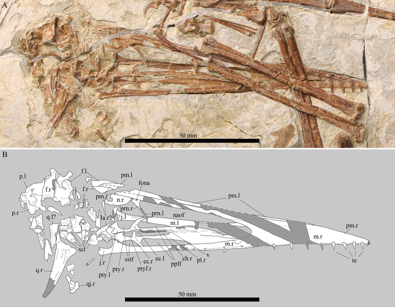 File:Kunpengopterus skull.png