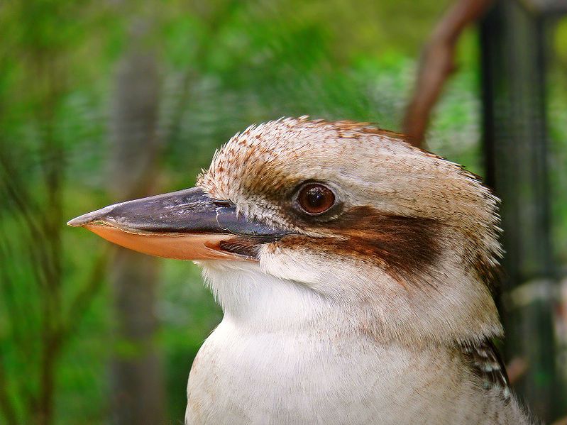 File:Laughing kookaburra444.jpg