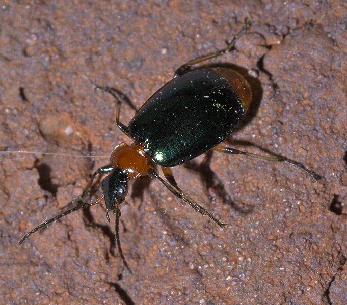 File:Lebia viridipennis P1590678a.jpg