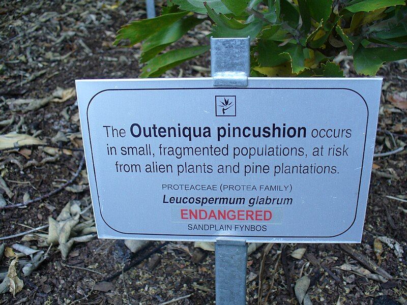 File:Leucospermum glabrum sign.JPG