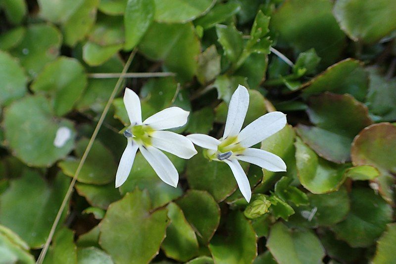 File:Lobelia angulata kz10.jpg