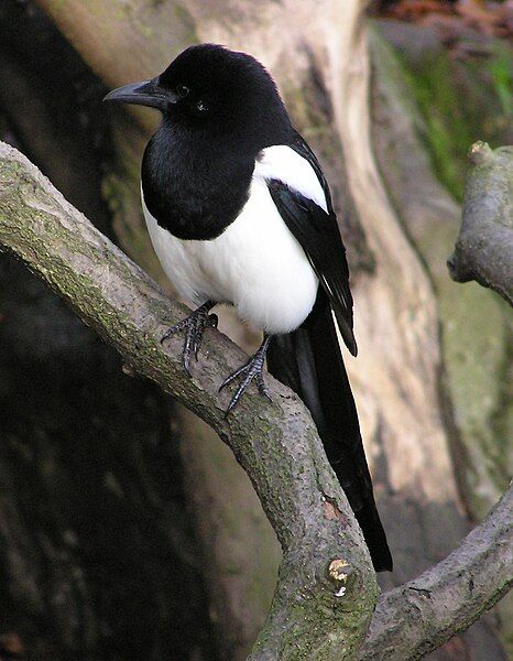 File:Magpie arp.jpg