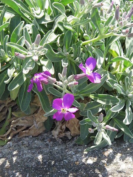 File:Matthiola incana02.jpg