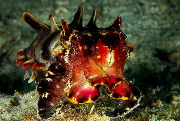 A flamboyant cuttlefish. Show another