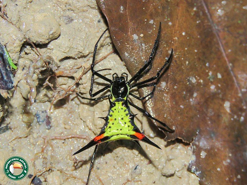 File:Micrathena schreibersi 179330185.jpg