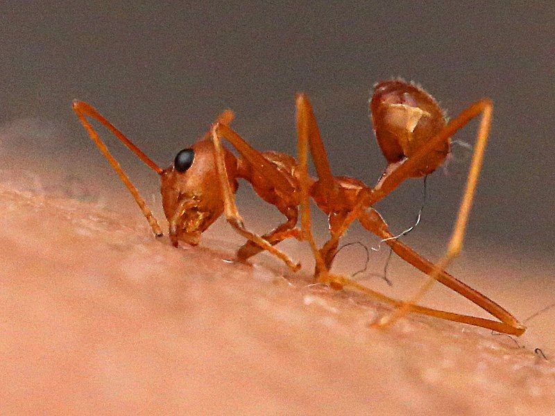 File:Oecophylla smaragdina-biting.jpg