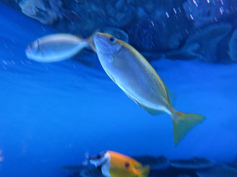 File:Oga Aquarium 38.jpg