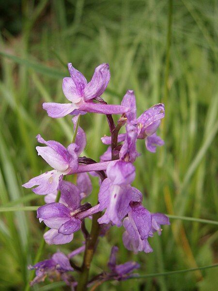 File:Orchis mascula 03.jpg