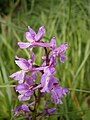 Orchis mascula