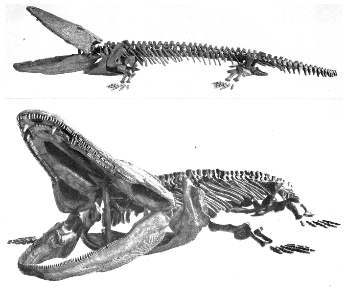 File:Paracyclotosaurus davidi skeleton.png