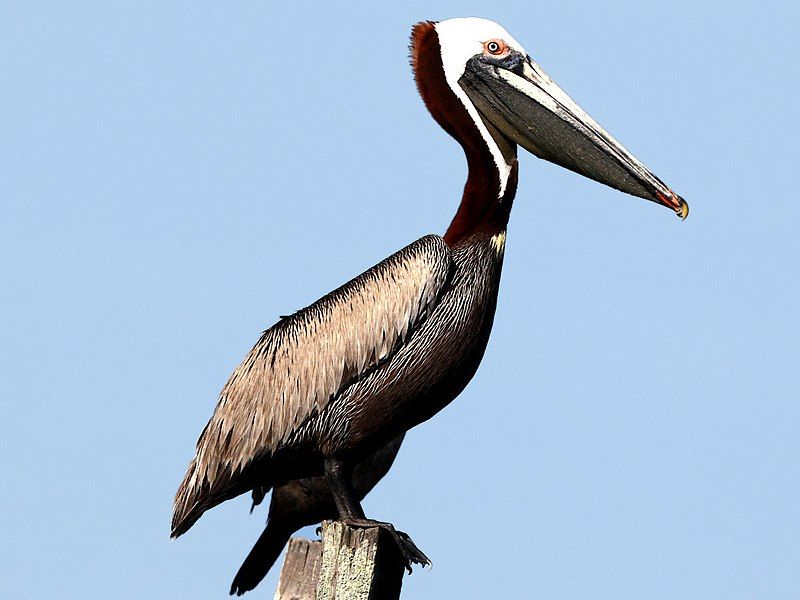 File:Pelecanus occidentalis-standing.jpg