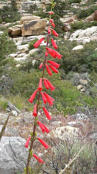 File:Penstemon eatonii 2.jpg