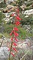 Penstemon eatonii