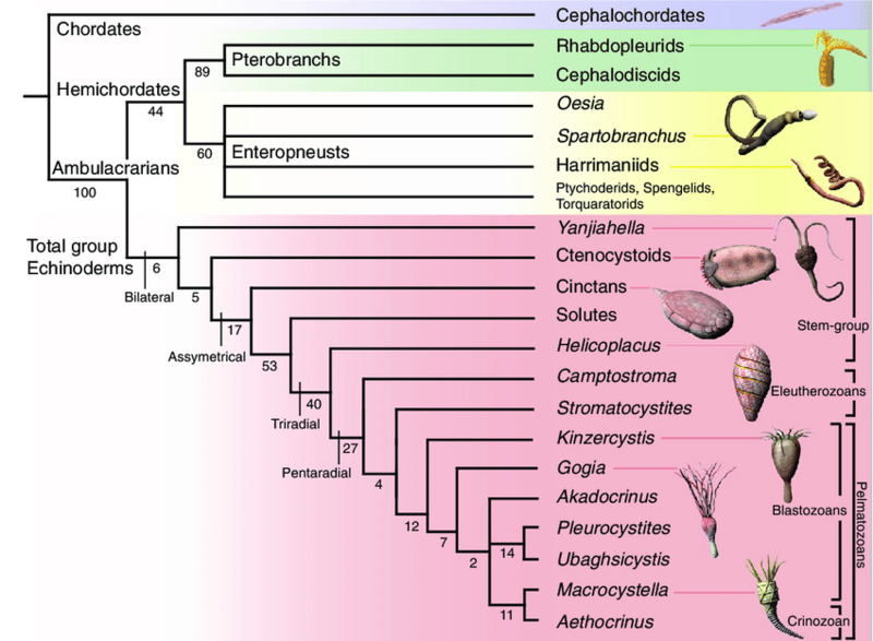 File:Phylogenetic-position-of-Yanjiahella-biscarpa-within-the-Ambulacraria-Topology-based-on.png