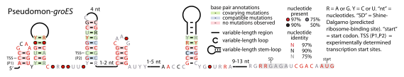 File:Pseudomon-groES-RNA.svg