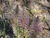 Ptilotus nobilis 'Passion'