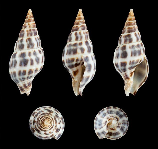 File:Pusionella nifat 01.JPG