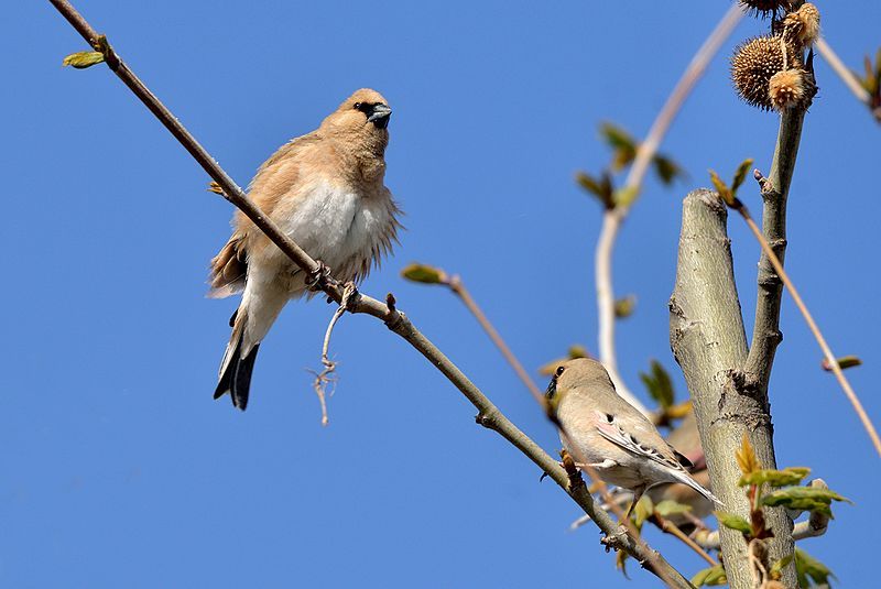 File:Rhodospiza obsoleta-Ku.jpg