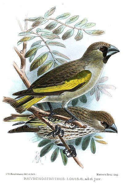 File:RhynchostruthusLouisaeKeulemans.jpg