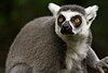 Ring-tailed Lemur