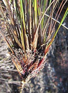 Bases of flowering stems (culms)