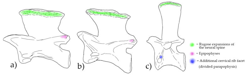 File:Teleocrater vertebrae.png