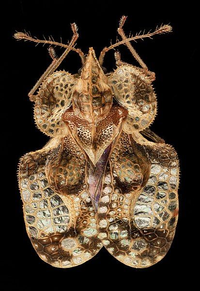 File:Tingidae.jpg