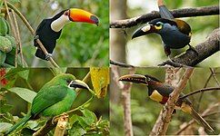 Toucans