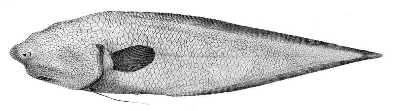 File:Typhlonus nasus.jpg