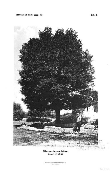 File:Ulmus densa.jpg