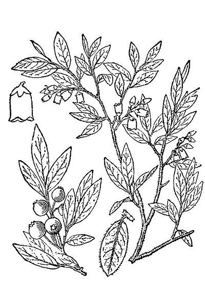 File:Vaccinium myrtilloides.jpg