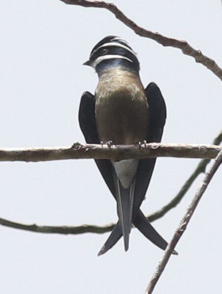 File:Whiskered Treeswift.jpg