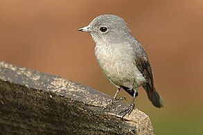 Bwindi NP, Uganda