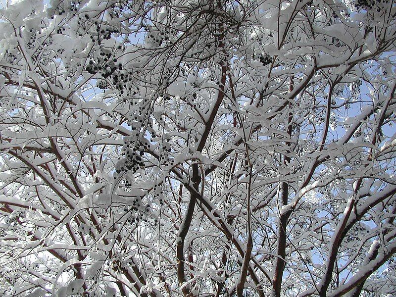 File:WinterInterestCrepeMyrtle01.jpg