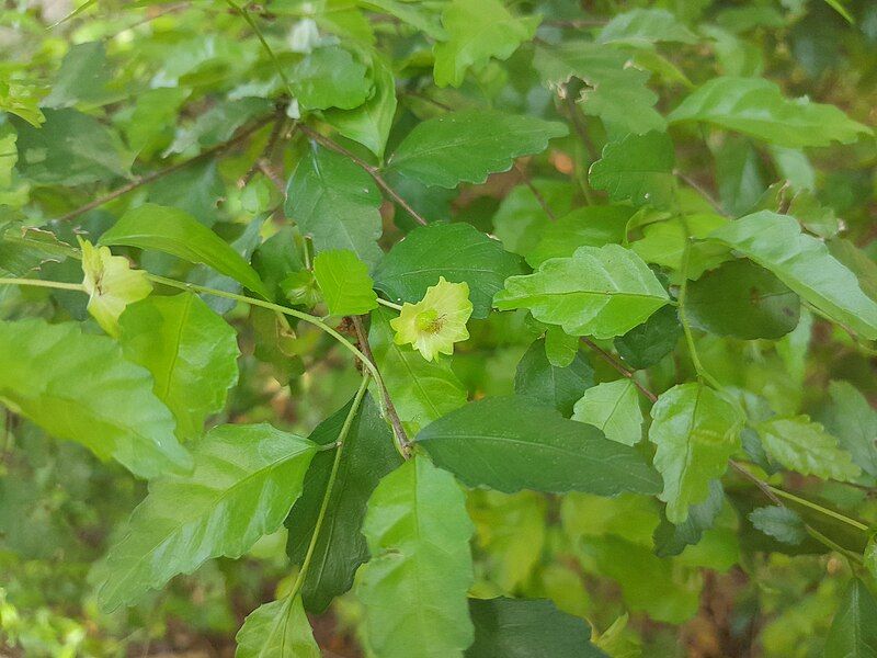 File:Acalypha-lyonsii-SF24009-05.jpg