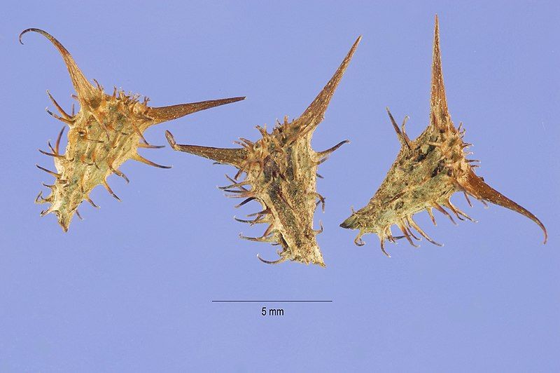 File:Acanthospermum hispidum seeds.jpg