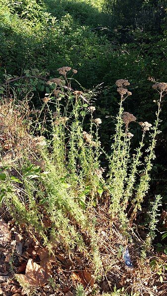 File:Achillea ligustica4.jpg