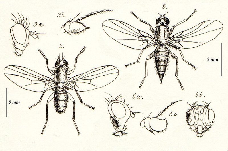 File:AgromyzidaeWalkerBI.jpg