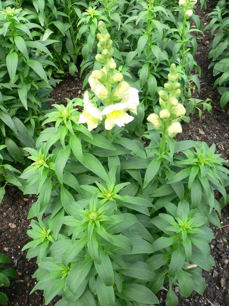 File:Antirrhinum majus6.jpg